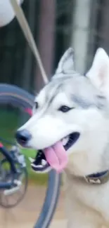 Siberian Husky standing beside a bicycle in a forested area.