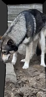 Siberian Husky with gray fur standing outdoors in nature.