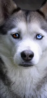 Siberian Husky with different colored eyes on a gray background.