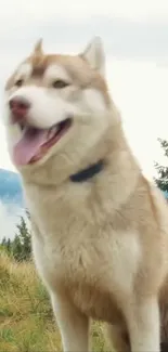 Siberian Husky standing on a hillside with a scenic mountain backdrop.