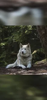 Siberian Husky resting in a lush forest scene.