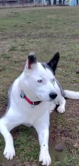 Siberian Husky with blue eyes lying in a grassy field.