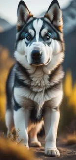 Siberian Husky standing in mountain landscape with golden light.