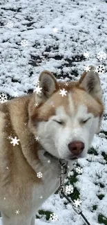 Siberian Husky stands in a snow-covered field, eyes gently closed.