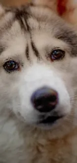 Close-up of a Siberian Husky's face with intense eyes and furry features.