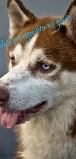 Brown Siberian Husky with blue eyes on leash.