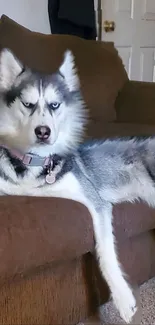 Siberian Husky lounging on a brown couch in a cozy home setting.