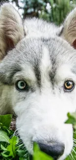 Siberian Husky lying on green grass with striking eyes.