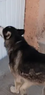 Siberian Husky outdoors near a rustic wall.