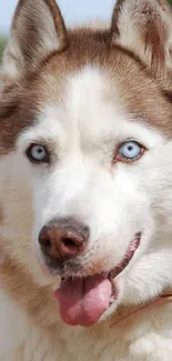 Siberian Husky with blue eyes outdoor portrait.