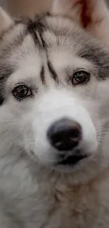 Adorable Siberian Husky with distinctive fur and expressive eyes.