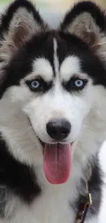 Siberian Husky with striking blue eyes and fluffy fur, perfect for mobile wallpaper.