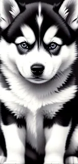 Cute Siberian Husky puppy with striking black and white fur on dark background.