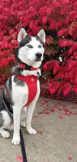 Siberian Husky with red harness in front of vibrant red leaves.