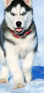 Siberian Husky puppy walking in snow with striking blue eyes.