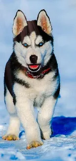 Siberian Husky with blue eyes running on snowy landscape.