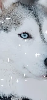 Siberian Husky with bright blue eyes and sparkling effects.