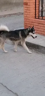 Siberian Husky walking on an urban street with a brick wall in the background.