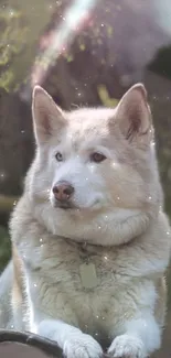 Fluffy Siberian Husky under a starry sky.