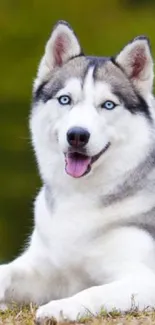 Siberian Husky with blue eyes and green background in a vibrant wallpaper.