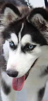 Close-up of a Siberian Husky with blue eyes and fluffy fur, looking adorable.