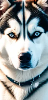 Majestic Siberian Husky with blue eyes in high-definition wallpaper.