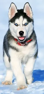 Siberian Husky puppy in snowy winter landscape.