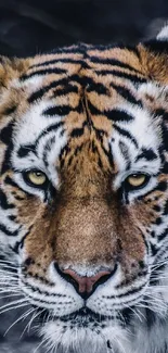 Siberian Tiger Bengal Tiger Photograph Live Wallpaper