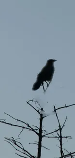 Silhouette of a crow perched on a branch against a pale blue sky.