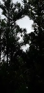 Silhouette of tall trees against a cloudy sky in a forest setting.