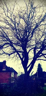 Silhouette of a leafless tree under a moody sky.