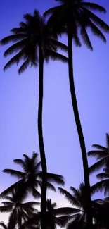 Silhouette of palm trees against a vibrant purple sunset sky.