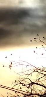 Silhouette of branches against a glowing sunset sky.