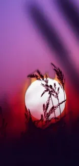 Sunset silhouette with purple and red hues, featuring wheat in foreground.