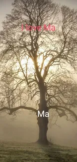 Silhouette of a large tree at sunrise with a foggy background.