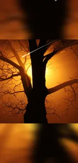 Silhouette of a tree at sunset with a warm orange glow.