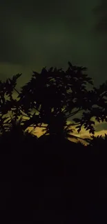 Silhouette of tree against a sunset sky with dark green tones and vibrant contrast.