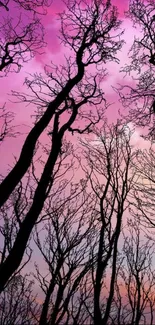 Silhouette of trees against a vibrant pink and purple sunset sky wallpaper.