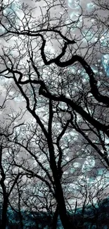 Silhouette of trees against a twilight sky with cloud details.