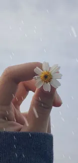 Hand holding a daisy against a clear blue sky wallpaper.