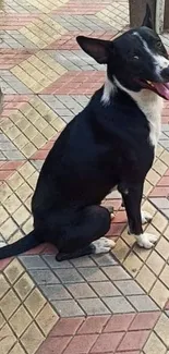 Black and white dog sitting on colorful geometric tiles with a happy expression.