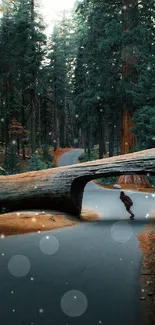 Skateboarder navigating a forest tunnel under tall trees.