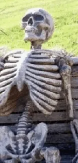 Skeleton resting on a bench with a grassy background.