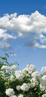 Mobile wallpaper featuring blue sky and white flowers for a serene background.