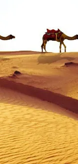 Sky Camel Mammal Live Wallpaper