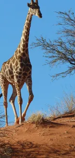 Sky Giraffe Giraffidae Live Wallpaper