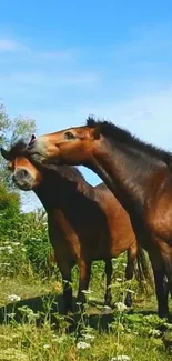 Sky Horse Cloud Live Wallpaper