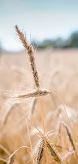 Sky Plant Agriculture Live Wallpaper