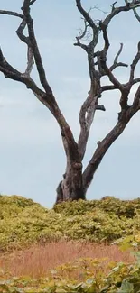 Lone tree with soft sky background wallpaper.