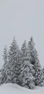 Sky Snow Larch Live Wallpaper